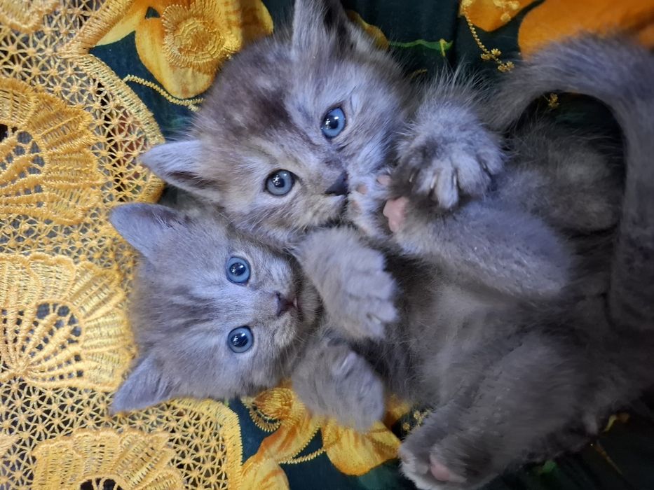 Котята на продажу