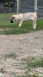 Catel ciobanesc kangal