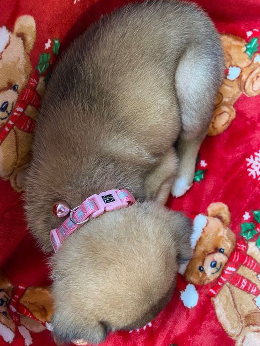 Бебе кученце, момиче