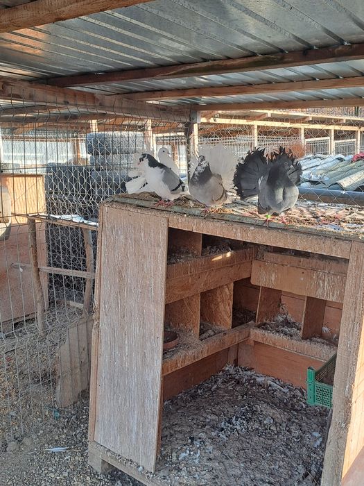 Porumbei galateni pereche/schimb