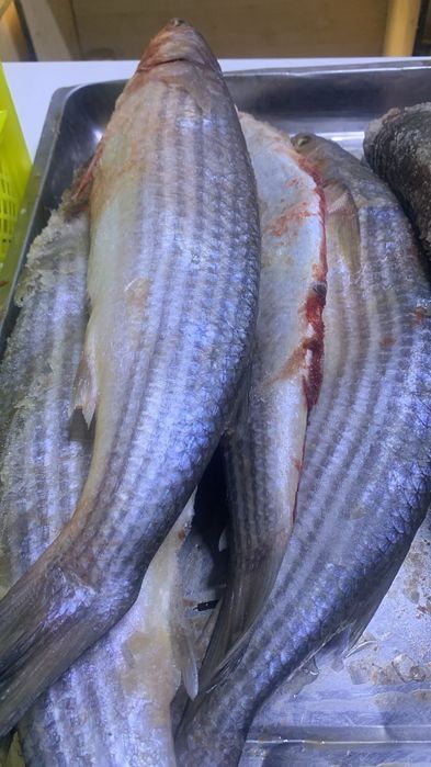 Свежий кефаль бар.