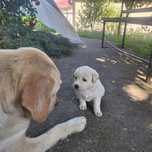Donez catei labrador retriever