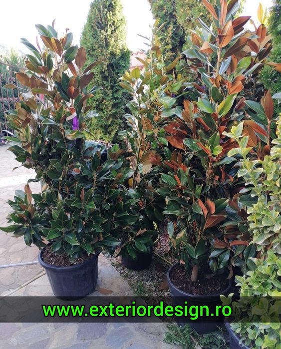 Enupar tarator Prunus Laurocerasus, tei argintiu, mesteacăn leylandii