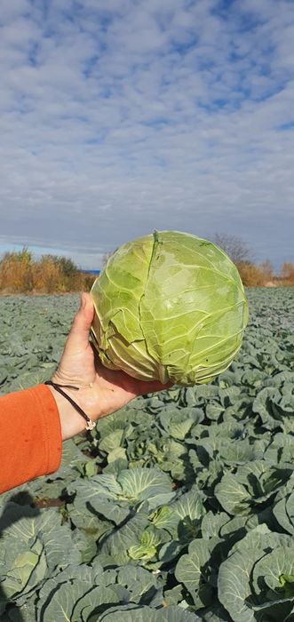 Vând varză Bucarest