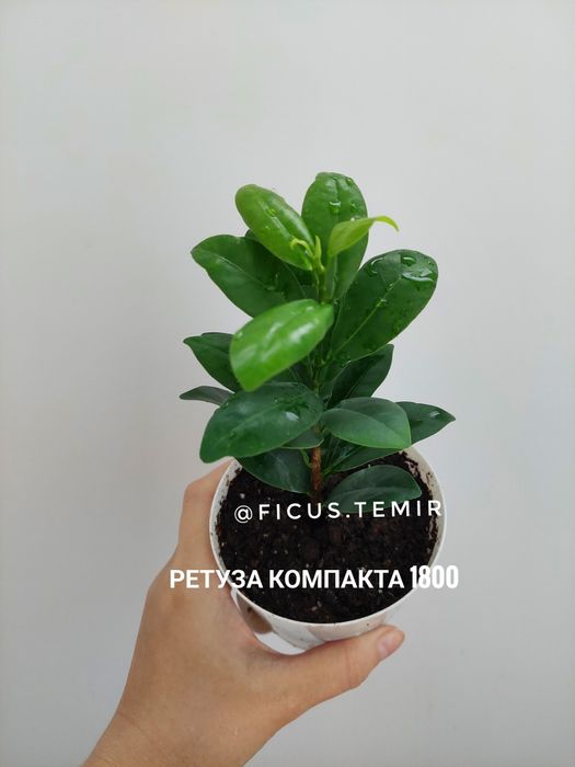 Комнатные растения