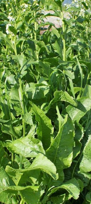 Хрен листья для концервирования и для лечния . Корни хрена для салата