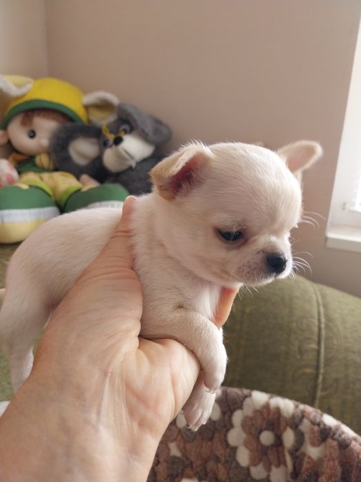 Свободни чихуахуа