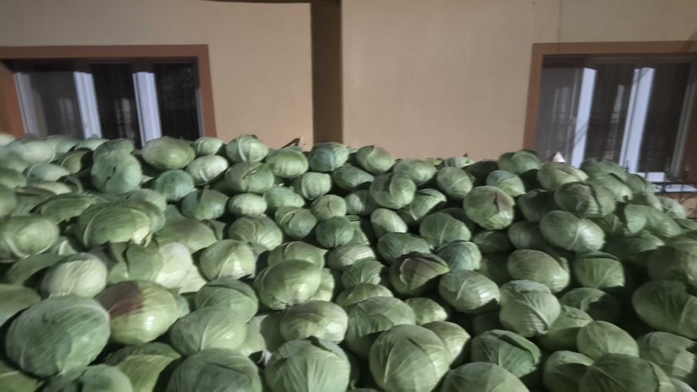 Vând varza de toamnă cu frunza subtire