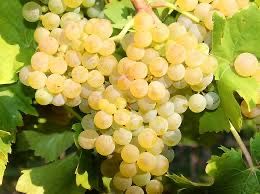 Struguri pentru vin productie 2025 Transport la domiciliu