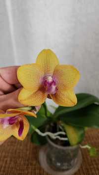Продам орхидею Sogo Lawrence
