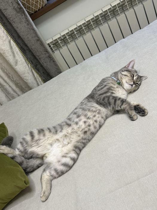 Кот, братинец длинношерстный