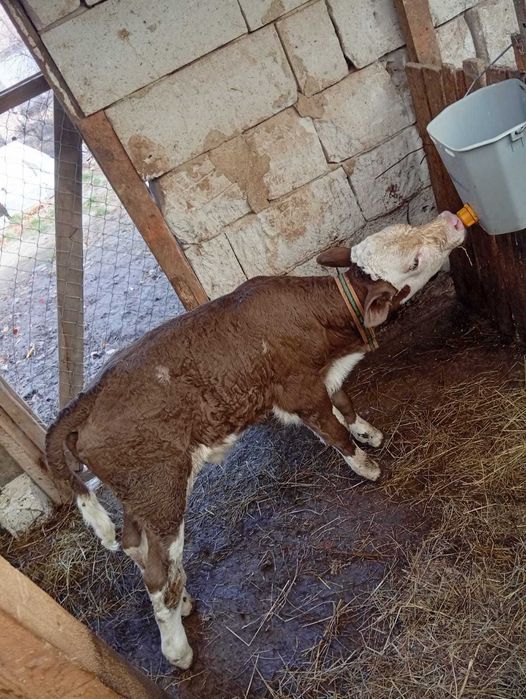 Vând doi tăurași bălțați