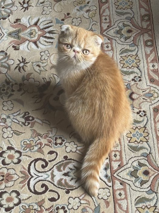 Котёнок американский экзотический короткошёрстный Flappy