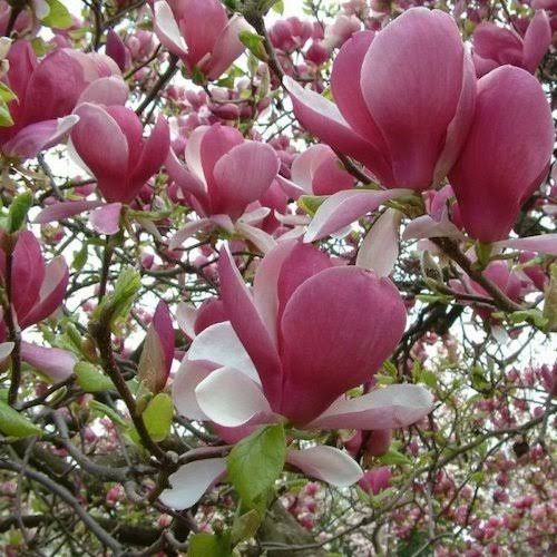 Magnolia rubra rustica
