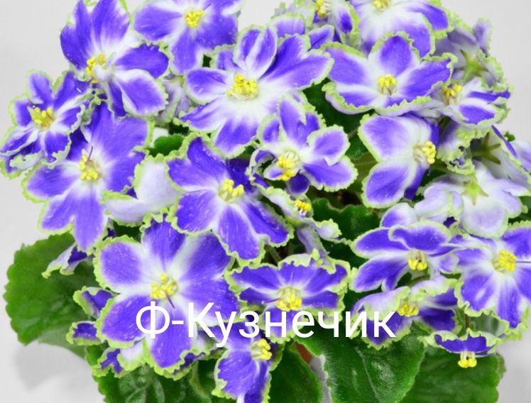 Фиалки листья детки