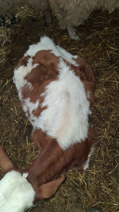 Vitea baltata românească