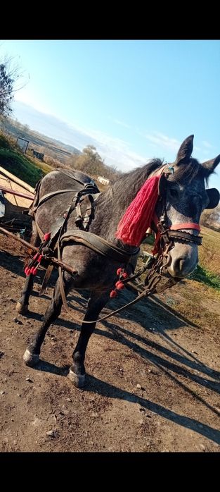 De vânzare mânza de 2 ani