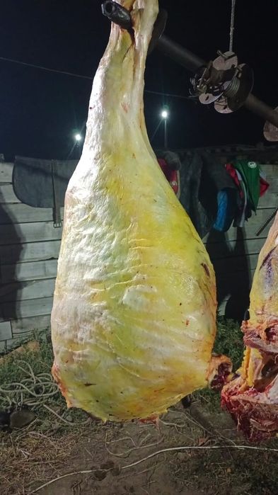 Соғымға семіз малдар бар