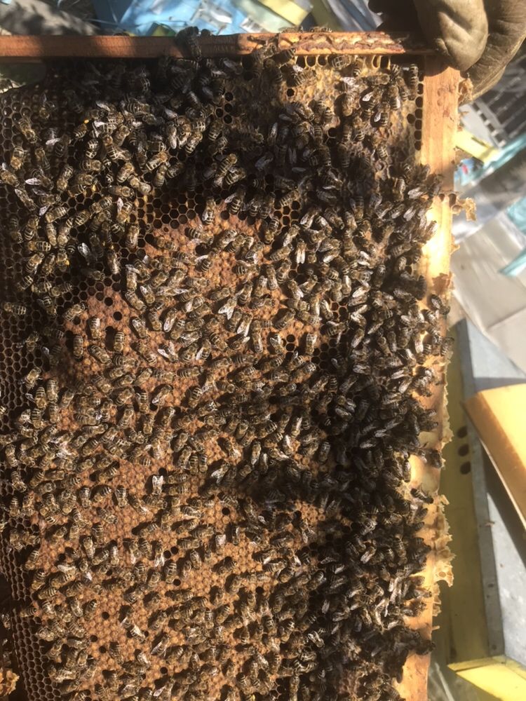 Roiuri albine , matci 2024