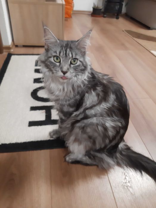 Мейн кунчета много сладки