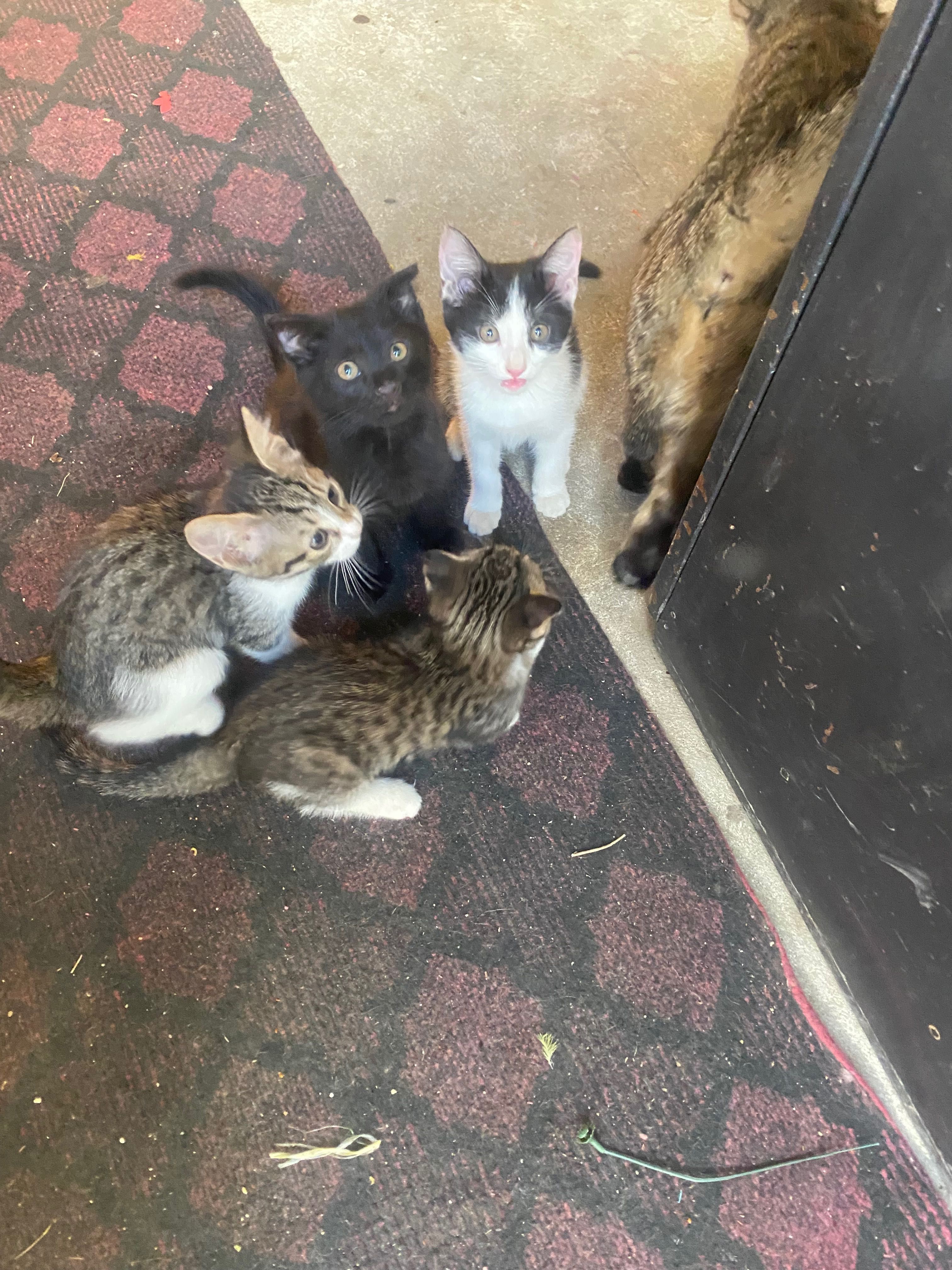 Котята в хорошие руки