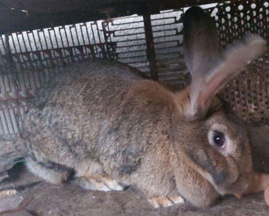 Vând iepuri uriaș german