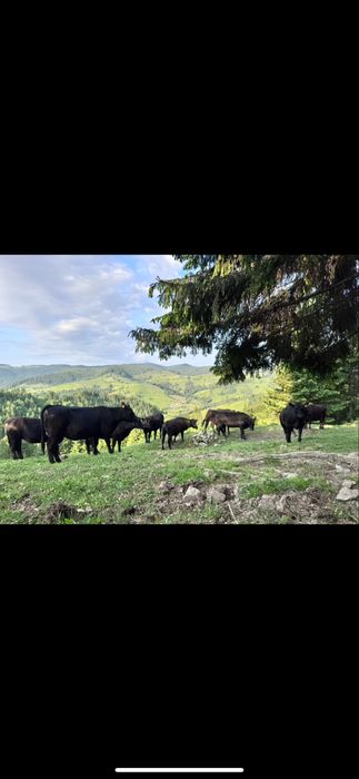 „Vând vaci Angus cu pedigree, sănătoase,rasă pură
