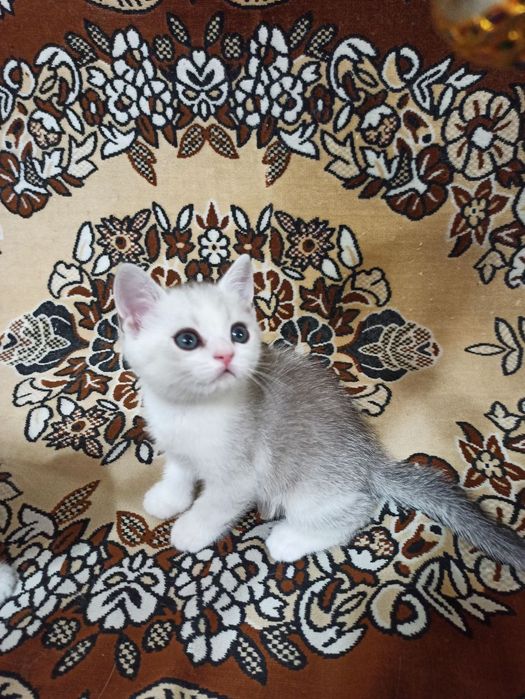 Продаеться котенок
