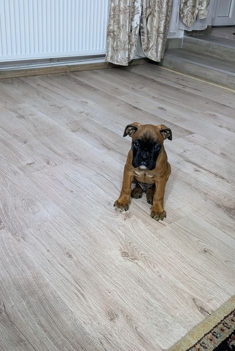 Caine mascul doua luni