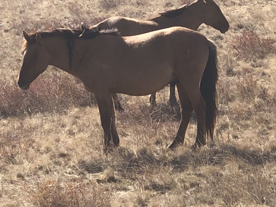 Айғырлыққа құнандар сатылады