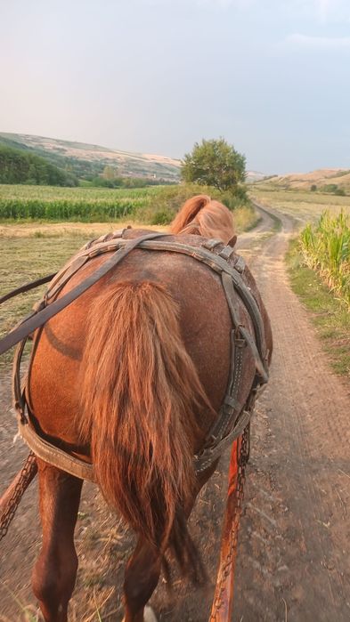 Vând iapă 6 ani pt mai multe detalii la nr de telefon