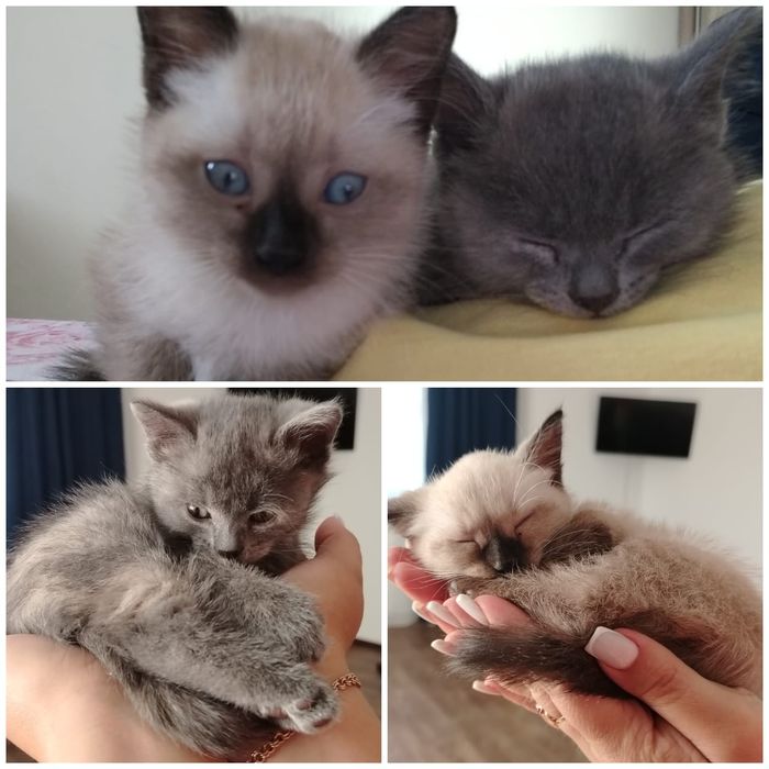 Отдам котят в добрые, ласковые, любящие руки