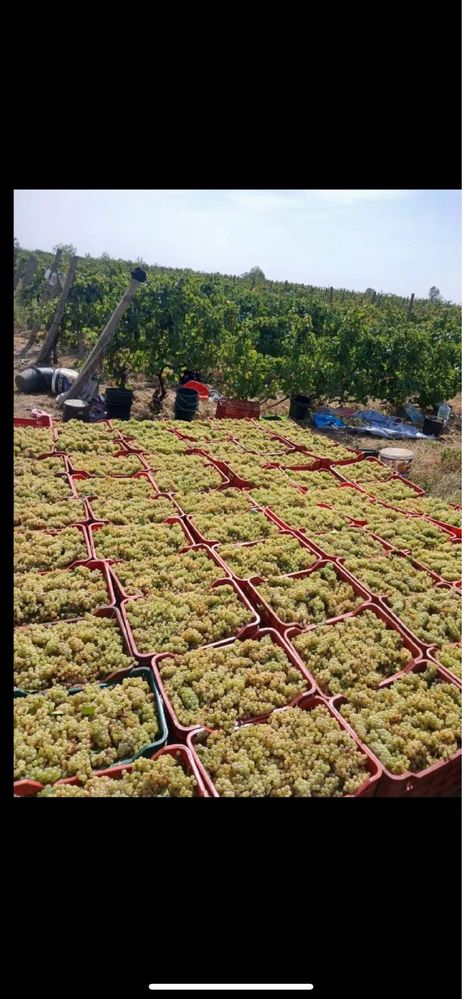 Vand struguri de vin.