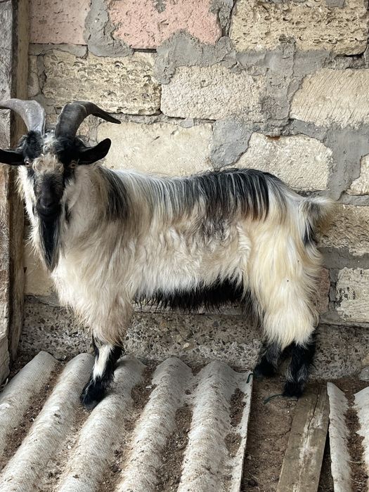 Жас теке сатылады