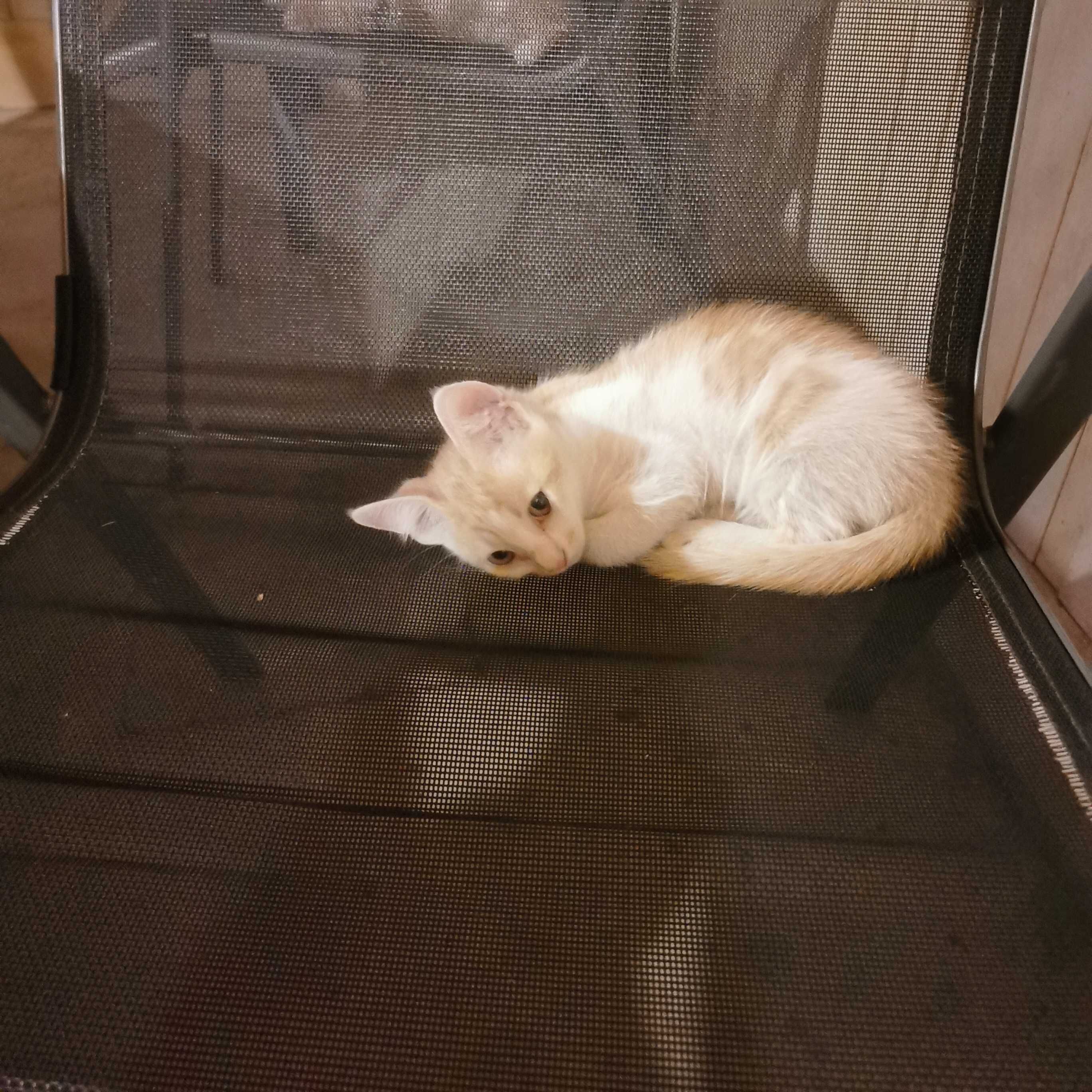 Котки котенца момиченца