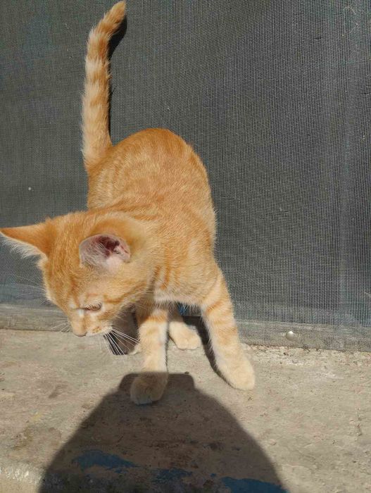 Малки котенца на три месеца