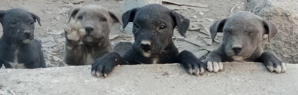 Продаётся питбуль