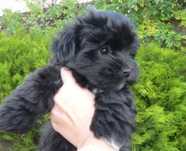 Bichon havanez  băiețel  600 lei