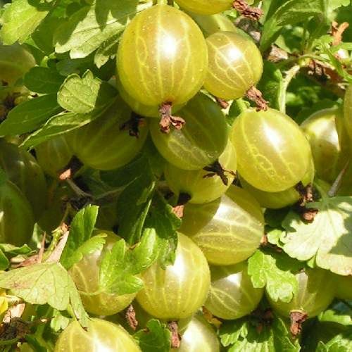 Саженцы ягодов продам