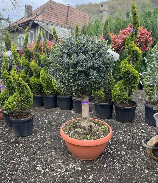 Plange ornamentale de diferite varietatii