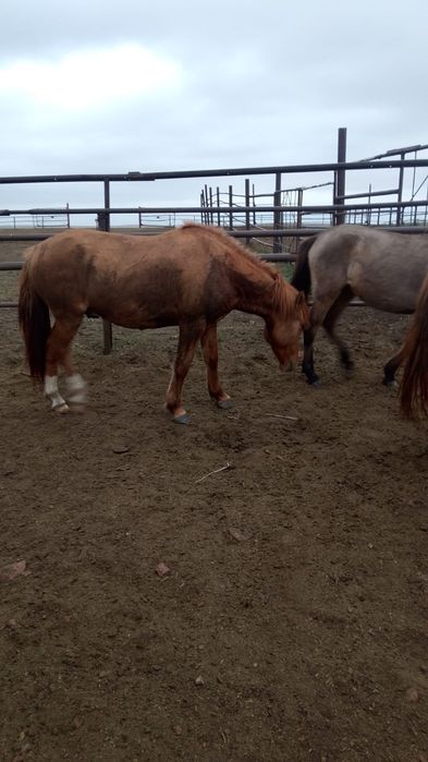 Продам кобыла с жеребенком, жеребец