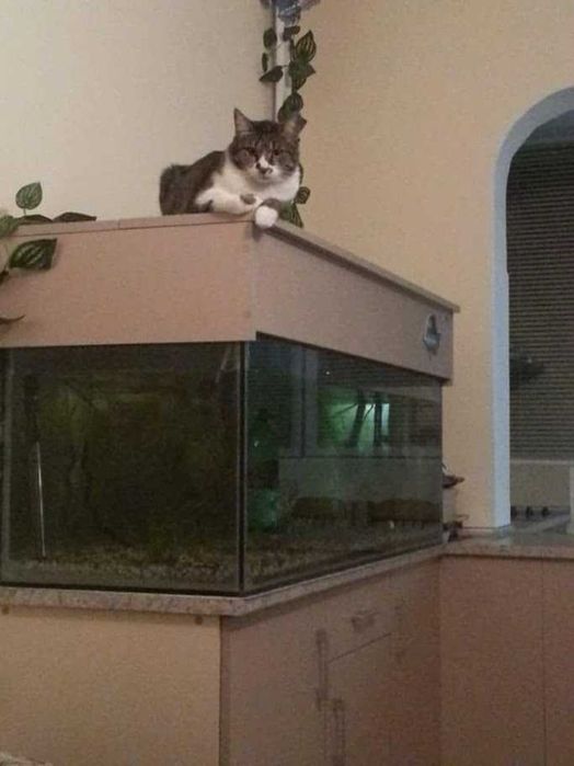 Продавам празен аквариум БЕЗ ТЕЧОВЕ  в перфектно състояние