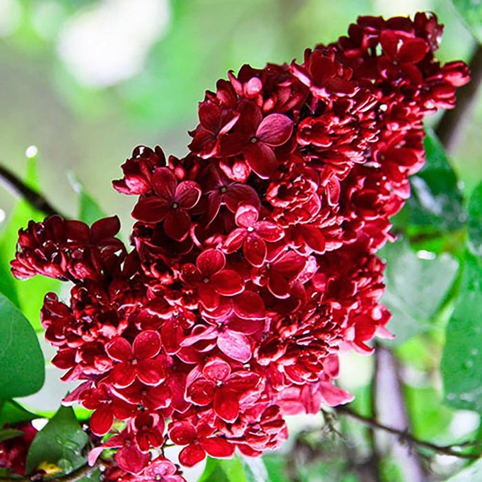 Liliac (Parfumat Rosu )