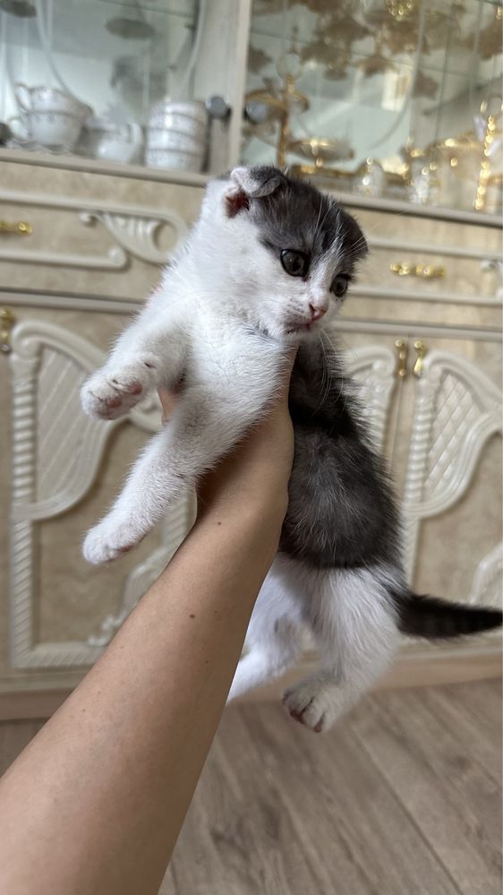 Кошка………………………….