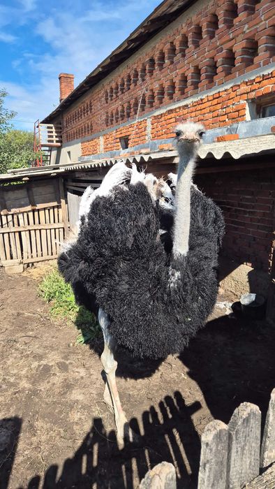 Strut mascul de vanzare