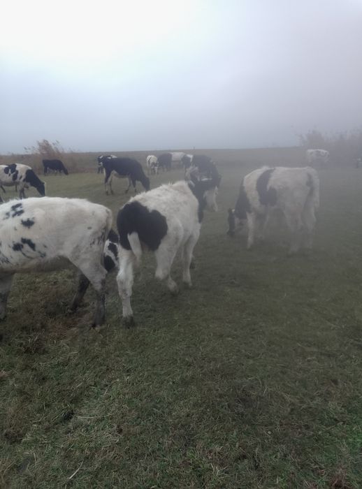 Vând vitei  de rasa