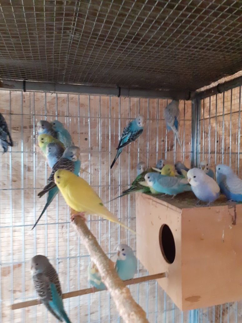 Papagali agapornis  peruși  micul alexandru