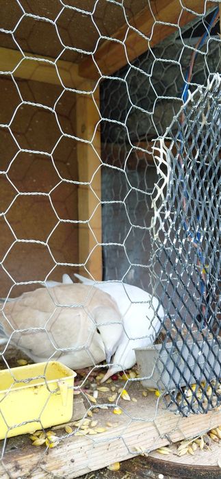 Turturele răzătoare