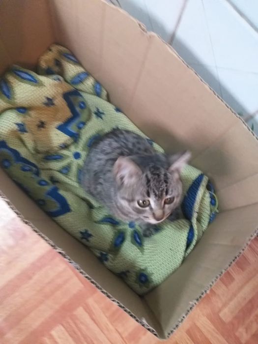 Котёнок бесплатно в добрые руки