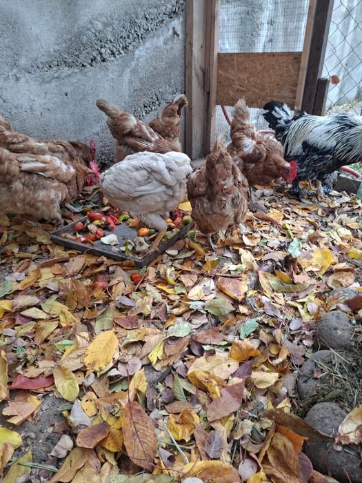 Курочки несушки